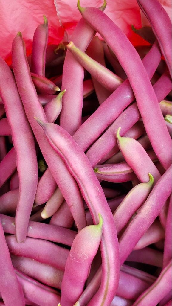 Tanya's Pink Pod Bush Snap Bean, Iridescent Pink, Organic Phaseolus Vulgaris PV0325
