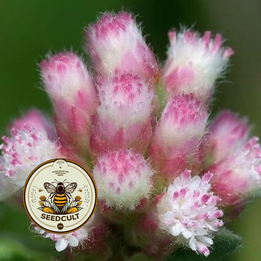 Red Pussytoes Seeds, Groundcover, Antennaria Dioica Rubra, Mountain Everlasting, Perennial AT3020