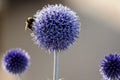 Blue Globe Thistle Seeds, Echinops Ritro EC4020