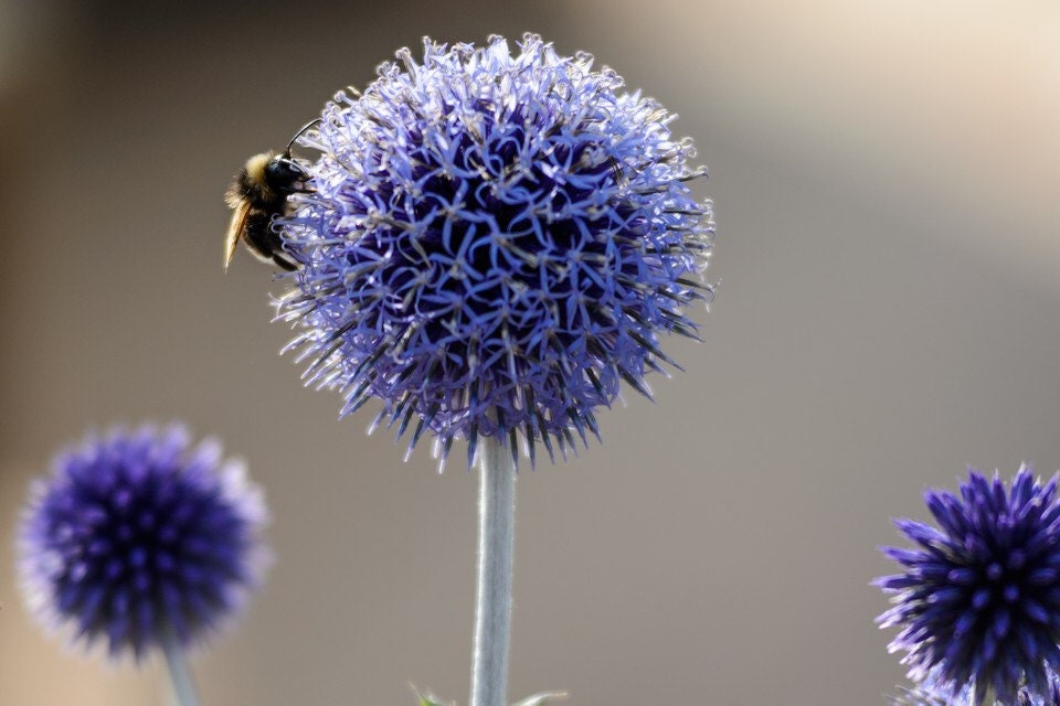 Blue Globe Thistle Seeds, Echinops Ritro EC4020