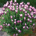 Pink Spanish Lavender seeds, Lavandula Stoechas Bandera LS0220