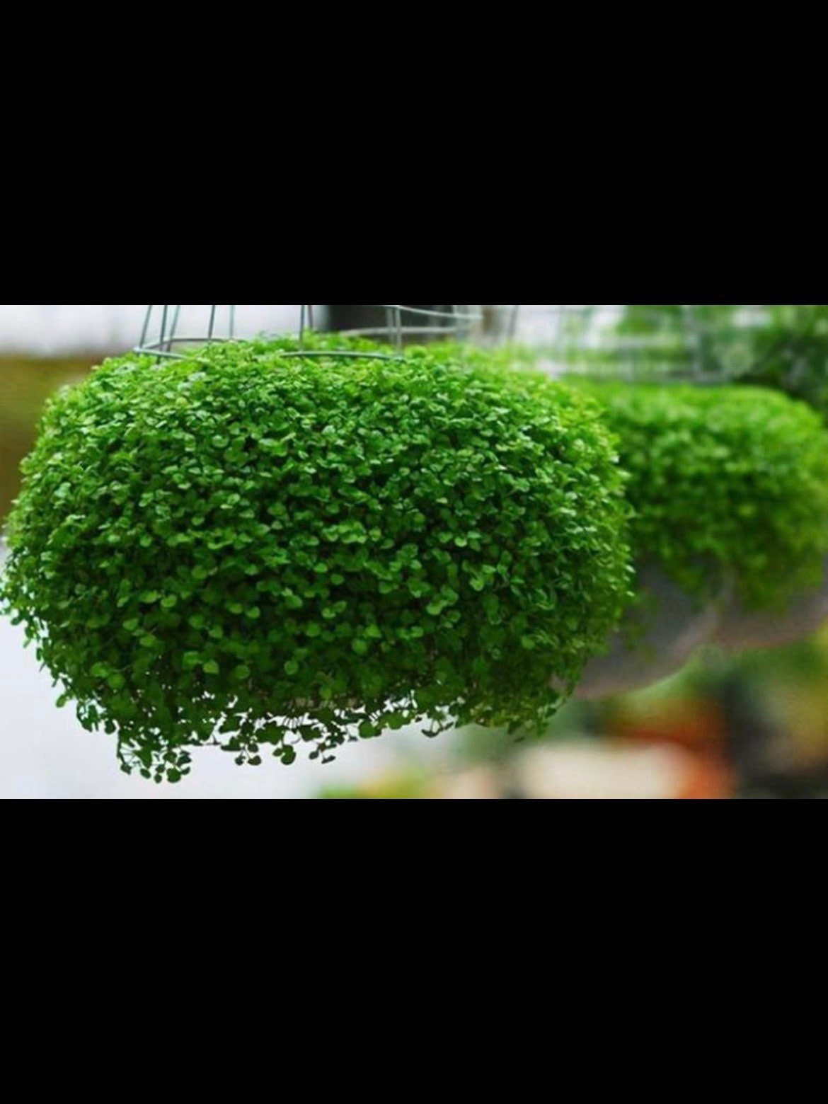 Pelleted Corsican Mint Seeds, Indoor or Outdoor, Hanging Basket, Ground Cover, Mentha requienii MT0220P