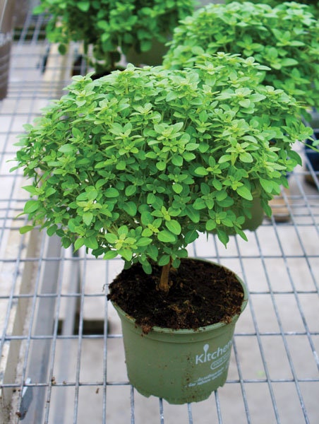 Bulk Italian Oregano Seeds, Origanum Vulgare OR012C