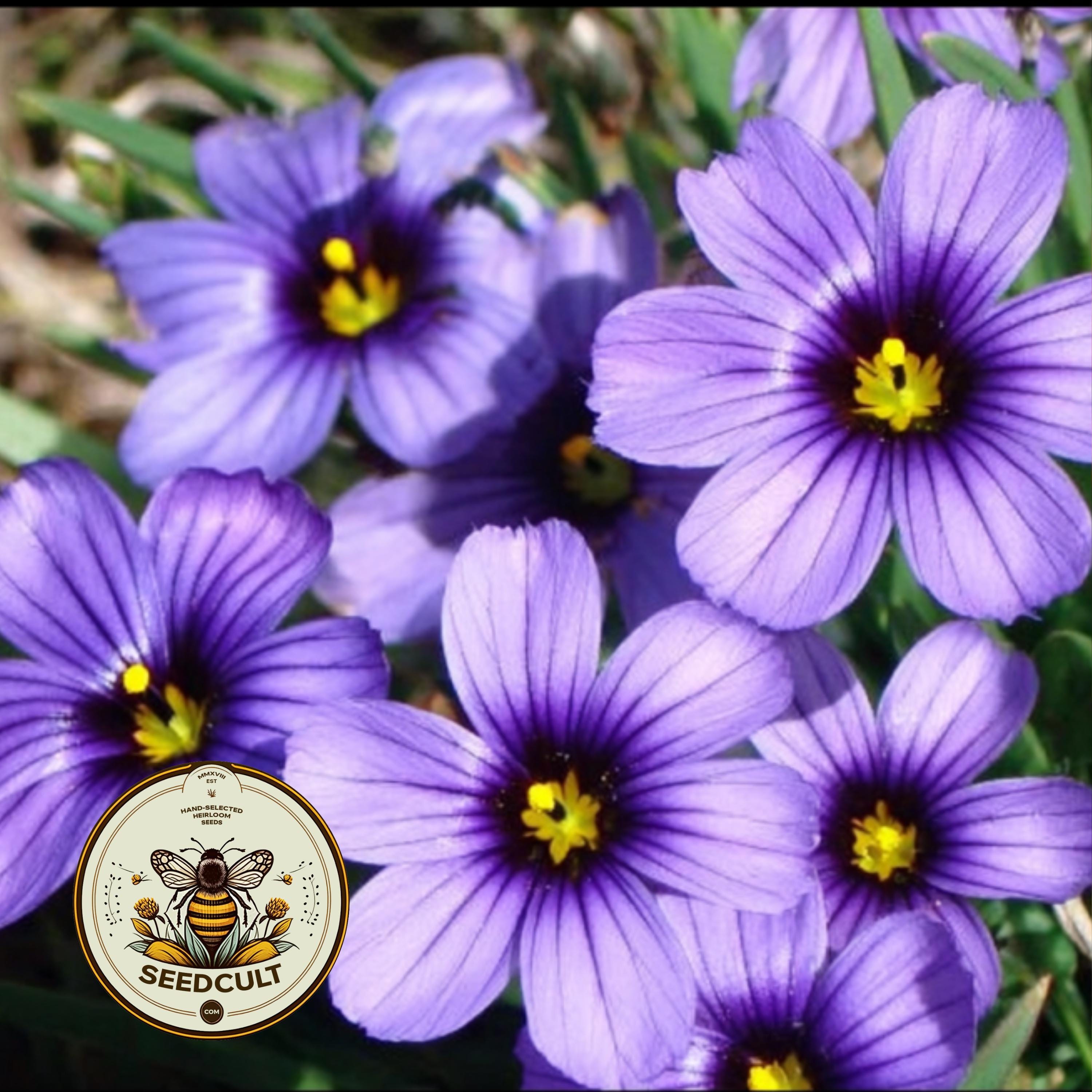 NEW! Western Blue Eyed Grass Seeds, California, Oregon Native, Sisyrinchium Bellum, SR0150
