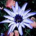 Blue Cupid's Dart Love Potion Plant Seeds, Catananche Caerulea Blue CA0120