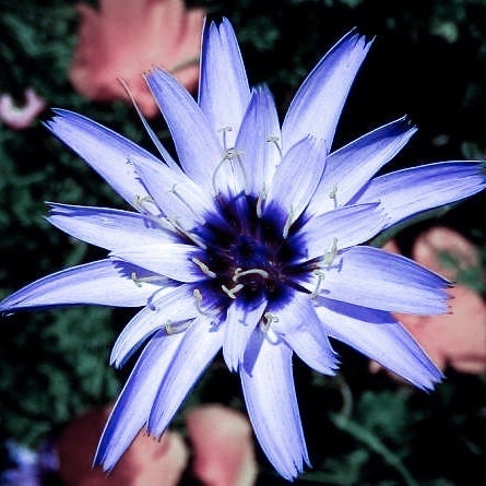 Blue Cupid's Dart Love Potion Plant Seeds, Catananche Caerulea Blue CA0120