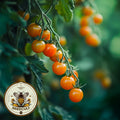 Gold Rush Currant Tomato Seeds, Solanum Lycopersicum LY4120