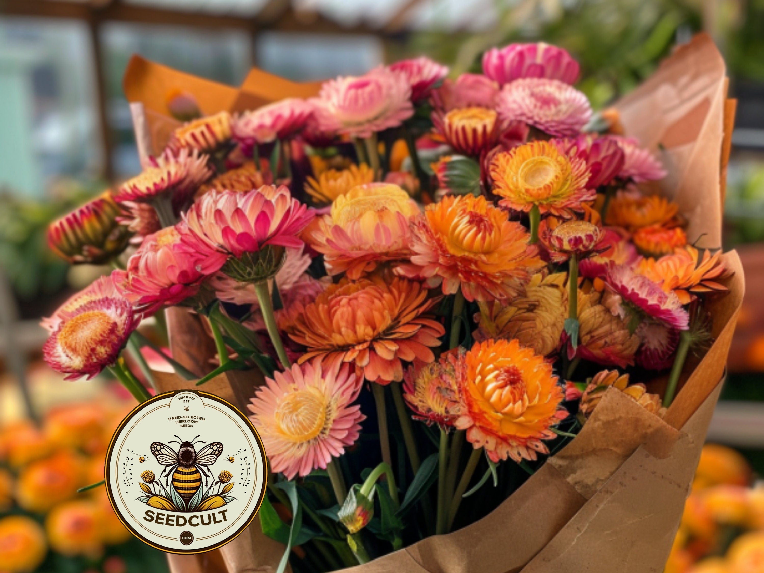 Apricot and Peach Shades Strawflower Seeds, Xerochrysum bracteatum, Helichrysum XC0725