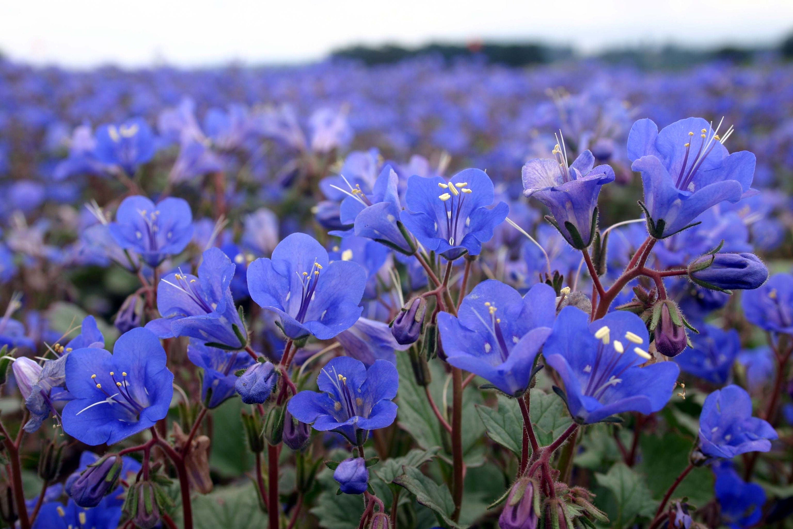 500 California Bluebell Seeds, California Native Phacelia Campanularia PC025C