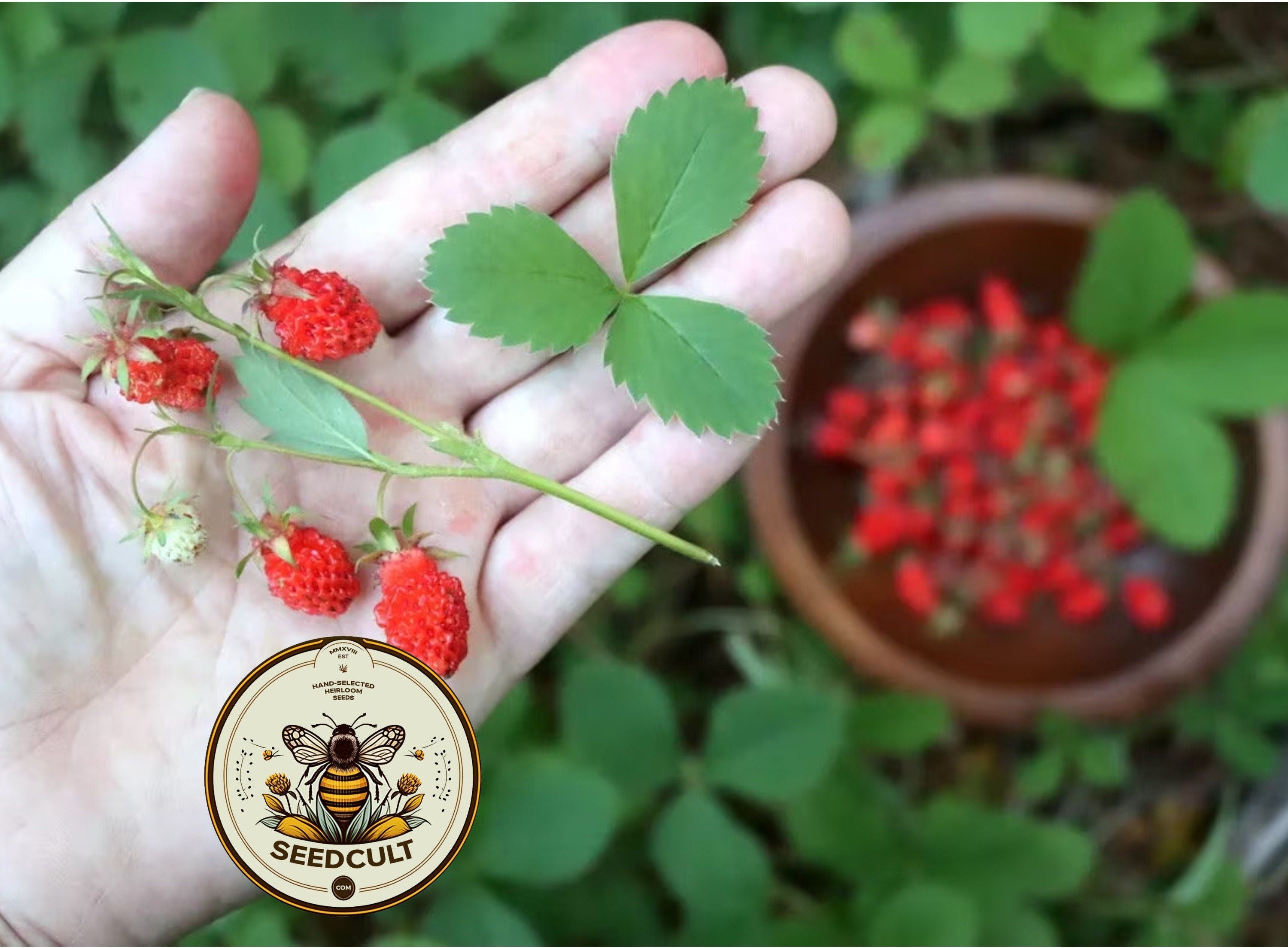 Wild Strawberry Seeds, Tiny Sweet Fruit, Fragaria Virginiana FR0350