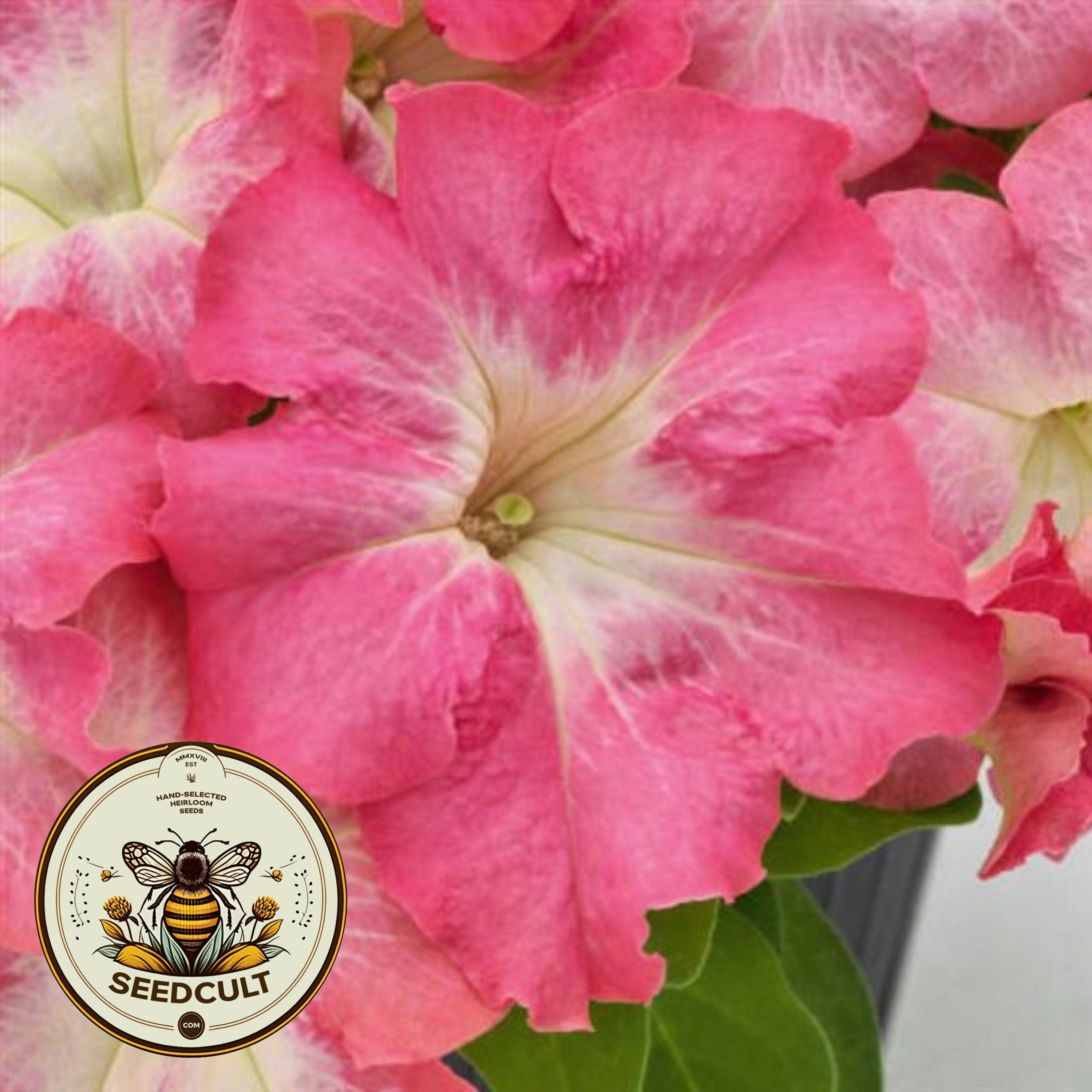 Salmon Morn Petunia Seeds, Pelleted for easier sowing and germination, Petunia Hybrida PE6825P