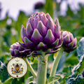 NEW! Purple Romagna Artichoke Seeds, Food Forest, Perennial Vegetables, Cynara Scolymus, CY5125