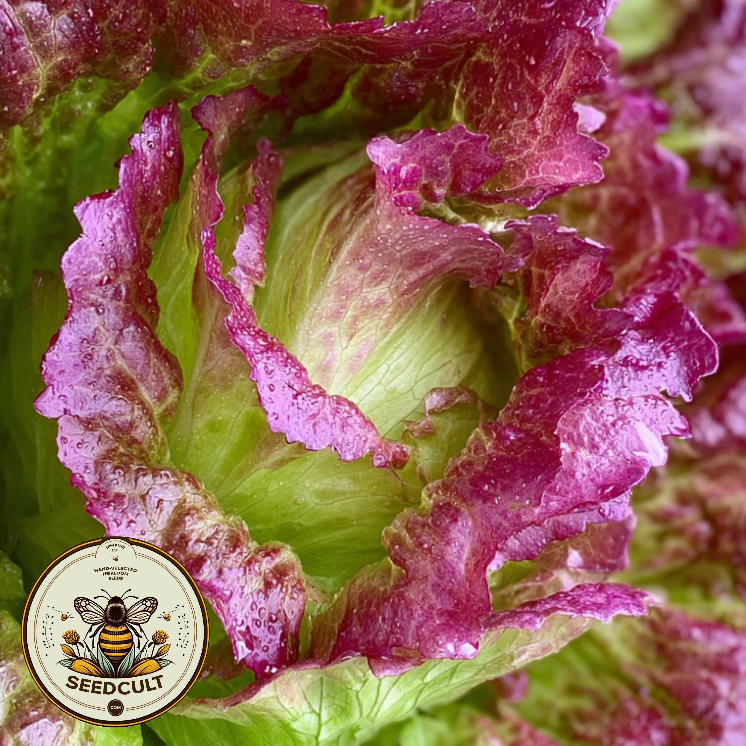 NEW! Organic Red Iceberg Lettuce Seeds, Bulk Lactuca Sativa LC071C