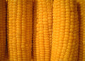 Golden Bantam Corn Seeds, Heirloom, Untreated, Non-GMO, Sweet Yellow Corn, Zea Mays ZM0650
