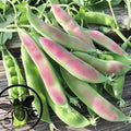 Spring Blush Pea Seeds, Pink and Green, Pisum Sativum PI0525