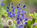 Blue Wild Indigo Seeds, Baptista Australis BP0150