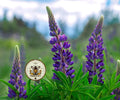 NEW! Wild Native Lupine Seeds, Perennial Lupine, Eastern and Central North American Native, Lupinus, Perennis, LP0750