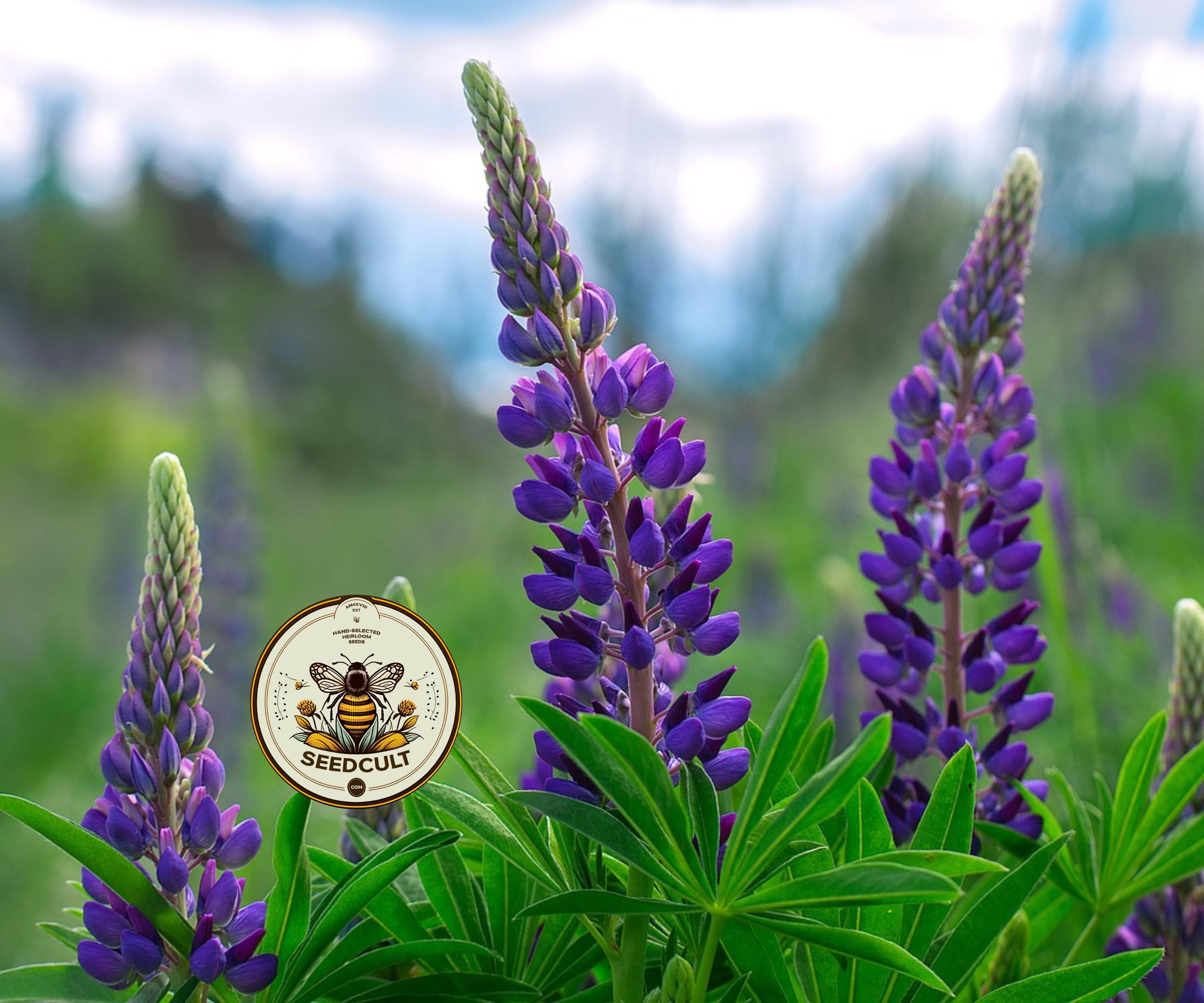 NEW! Wild Native Lupine Seeds, Perennial Lupine, Eastern and Central North American Native, Lupinus, Perennis, LP0750