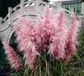 Pink Pampas Grass Seeds, Cortaderia Selloana, Tall Grasses, CT021C