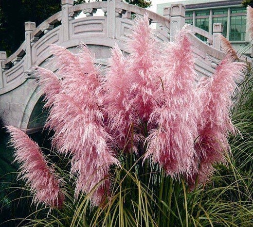 Pink Pampas Grass Seeds, Cortaderia Selloana, Tall Grasses, CT021C