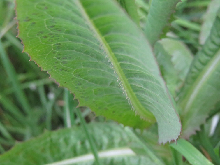 Wild Lettuce Seeds, Medicinal plants, Organic Lactuca Virosa LC4020