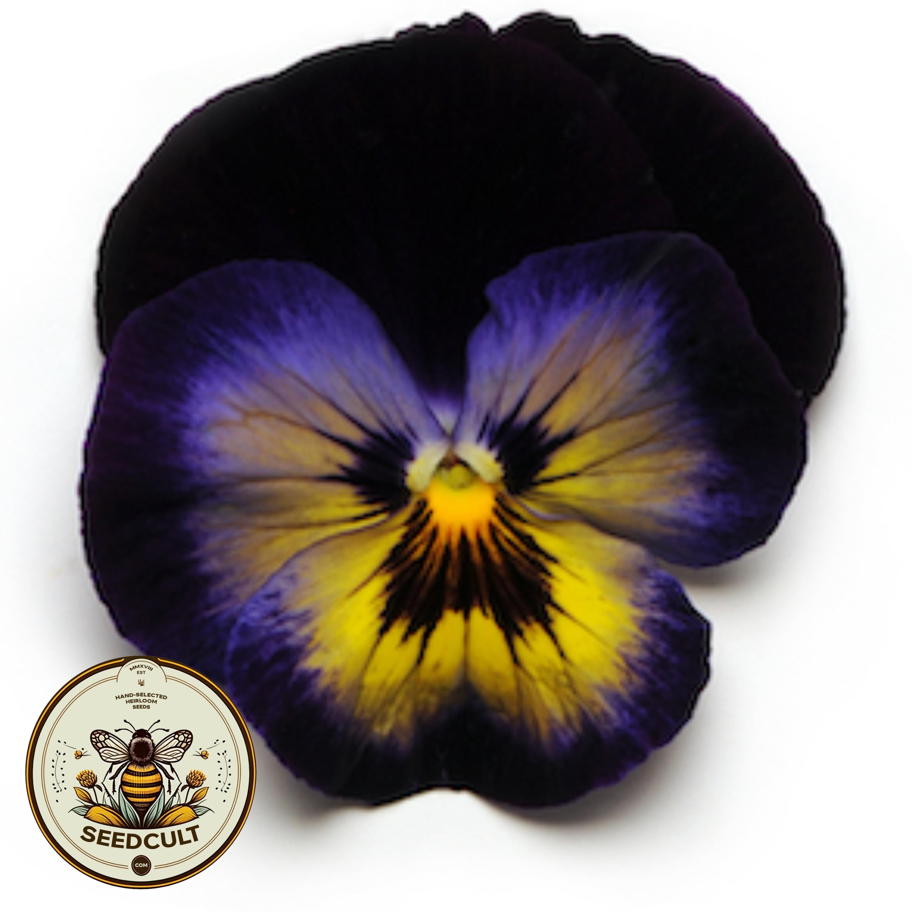 NEW! Midnight Glow Pansy Seeds, Spring Matrix, Viola Wittrockiana VL3720