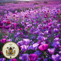 Purple Gleam California Poppy Seeds, Eschscholzia Californica, Purple Poppies EZ032C