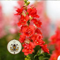 Doubleshot Bicolor Orange Snapdragon