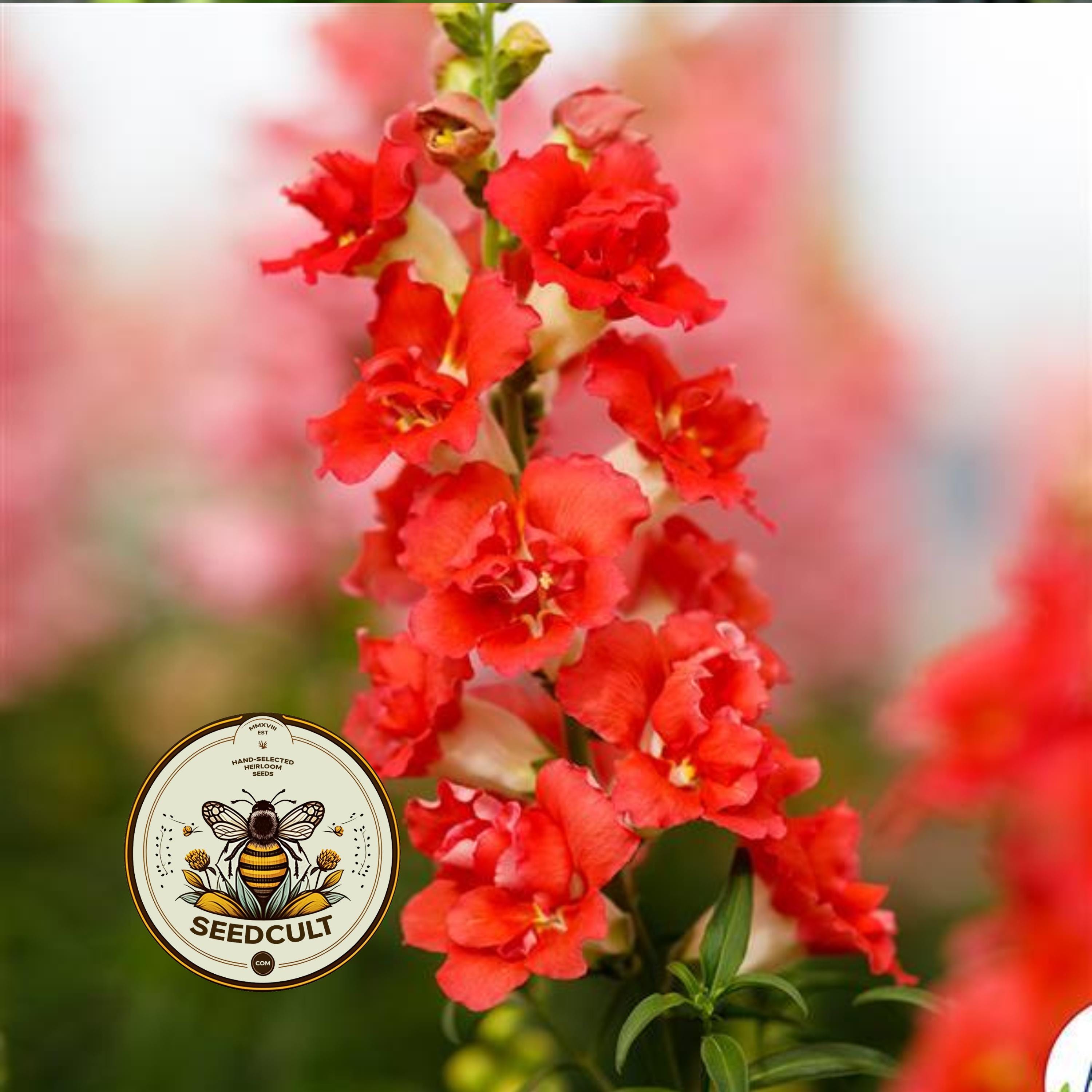 Doubleshot Bicolor Orange Snapdragon