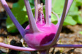 Bulk Purple Kohlrabi, Early variety, Heirloom Brassica Oleracea Gongylodes BR063C