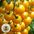 Hartman's Yellow Gooseberry Tomato Seeds, Solanum Lycopersicum LY3925