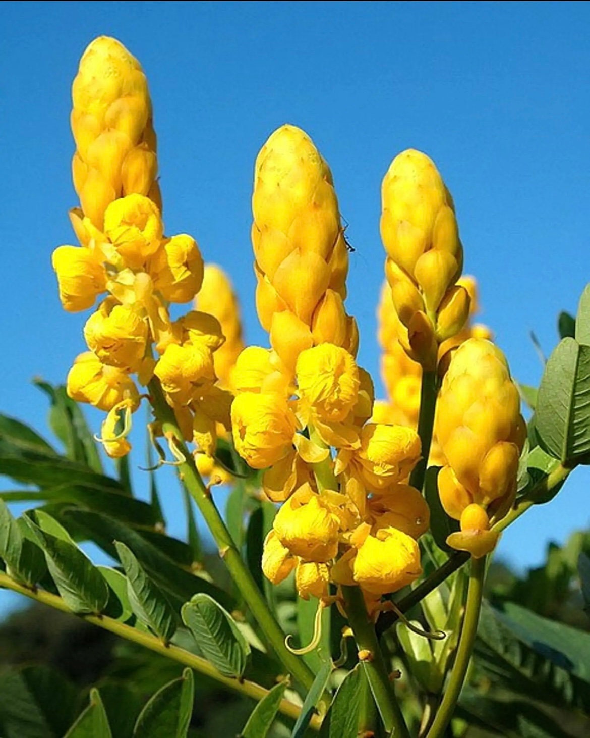 Emperor's Candlestick Seeds, Candlestick Senna, Senna Alata SE2110