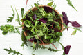 Bulk 500 Mesclun Mix Seeds, Heirloom Arugula, Endive, Frisee and Oak Leaf ML015C