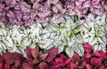 Mixed Polka Dot Plant Seeds, Indoor Live House Plant, Hypoestes Phyllostachya, Red, Pink, White, Rainbow, Perennial HY0130
