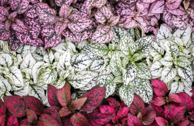 Mixed Polka Dot Plant Seeds, Indoor Live House Plant, Hypoestes Phyllostachya, Red, Pink, White, Rainbow, Perennial HY0130
