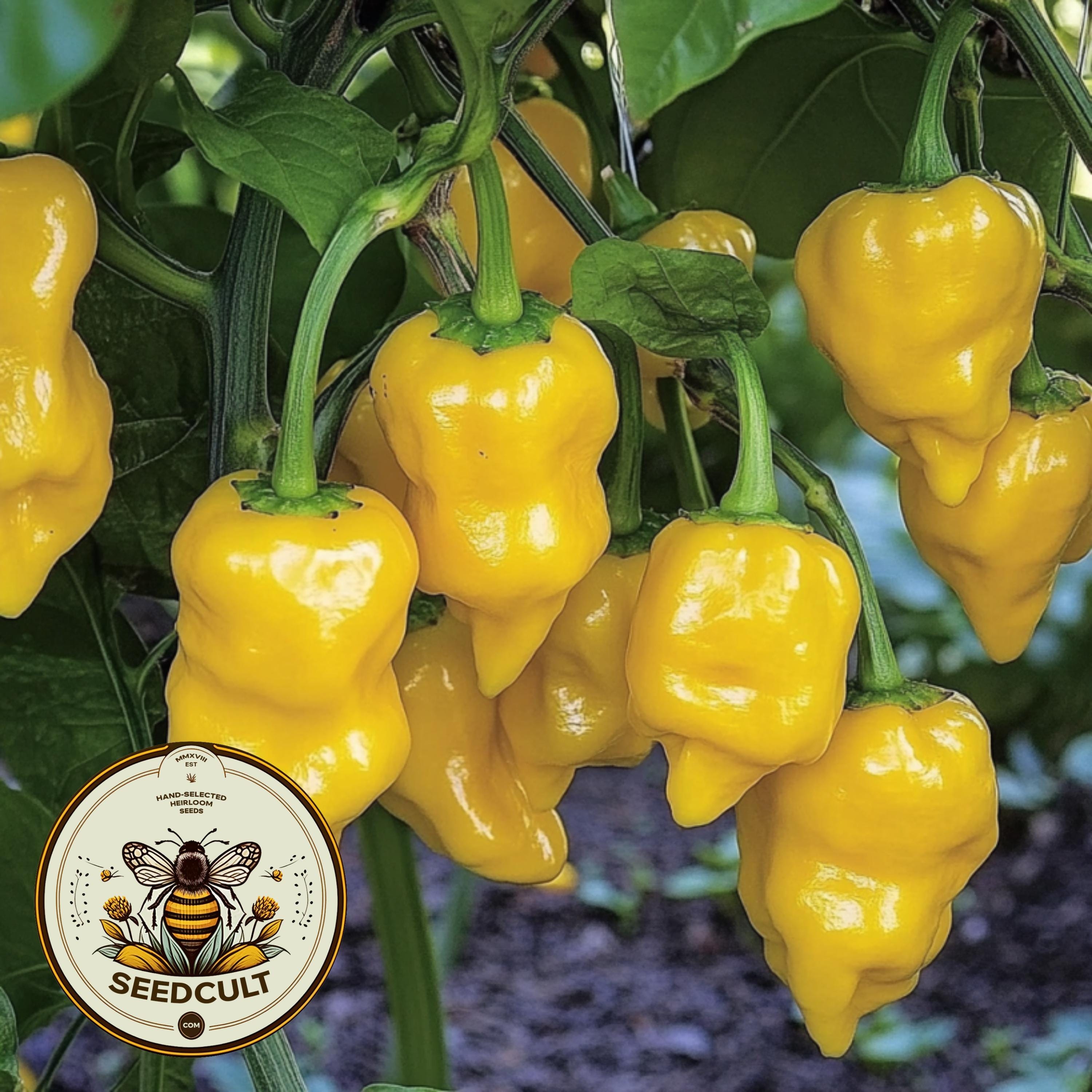 Trinidad Perfume Sweet Pepper Seeds, Sweet Peppers, Capsicum Annuum, CS1610