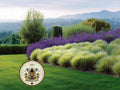 Mexican Feather Grass Seeds, Pony Tails, Stipa Tenuissima, ST5050