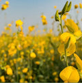 1/4 LB Sunn Hemp Seeds, Food Forest, Crotalaria Juncea, Indian Hemp CJ20141LB