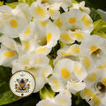 KAUAI LEMON DROP TORENIA, WISHBONE FLOWER, TORENIA FOURNIERI