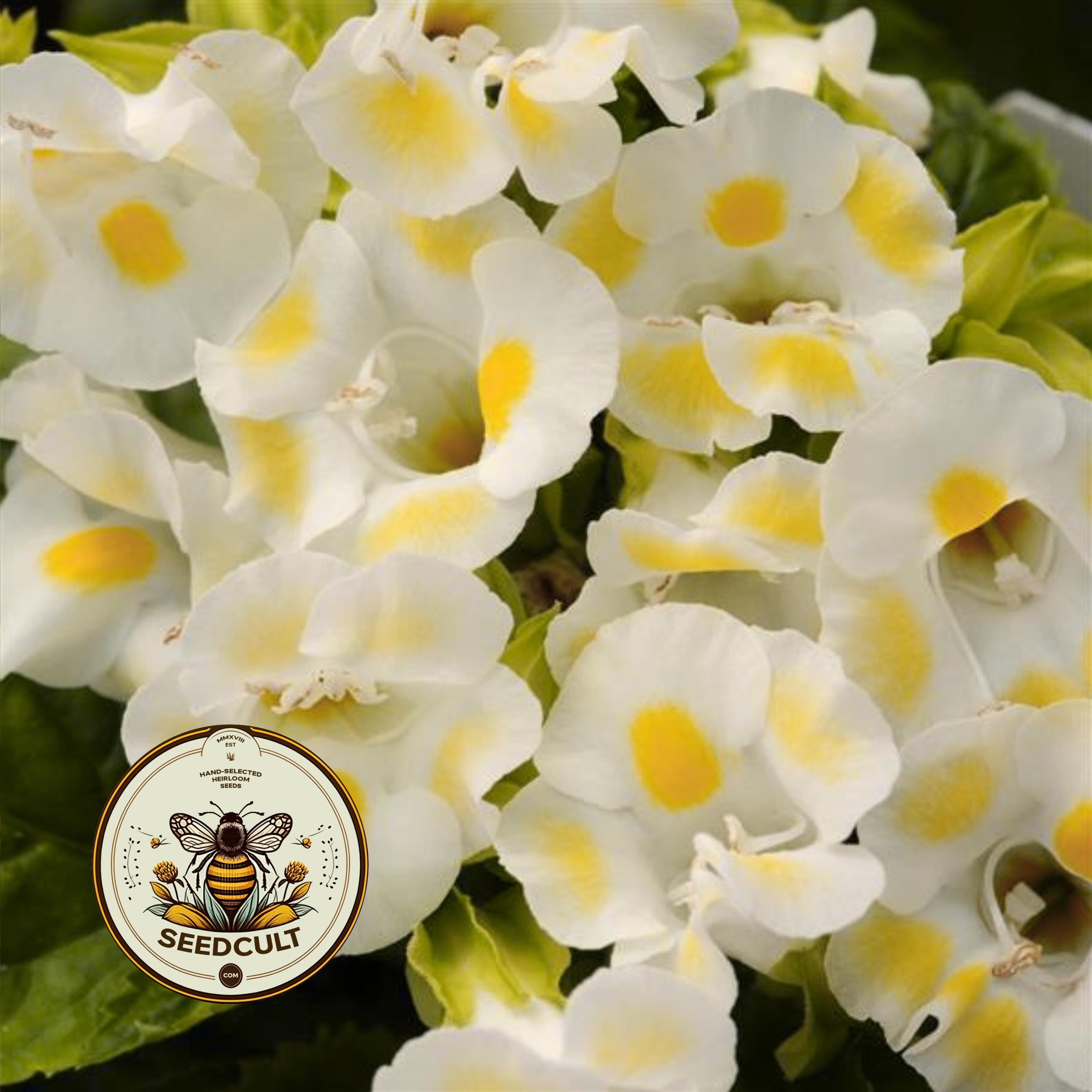 KAUAI LEMON DROP TORENIA, WISHBONE FLOWER, TORENIA FOURNIERI