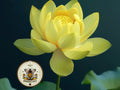 Yellow Sacred Lotus Bonsai Seeds, Nelumbo Nucifera, For growing in Pond or Water Bowl NE8306