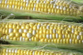 50 Peaches and Cream Corn Seeds, Sweetest Corn, Zea Mays ZM0250