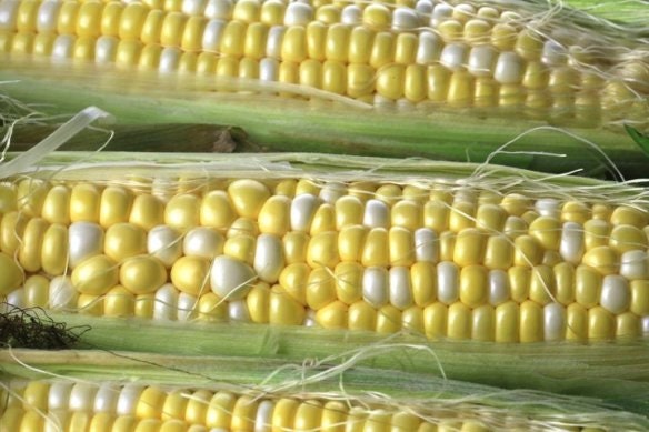 50 Peaches and Cream Corn Seeds, Sweetest Corn, Zea Mays ZM0250