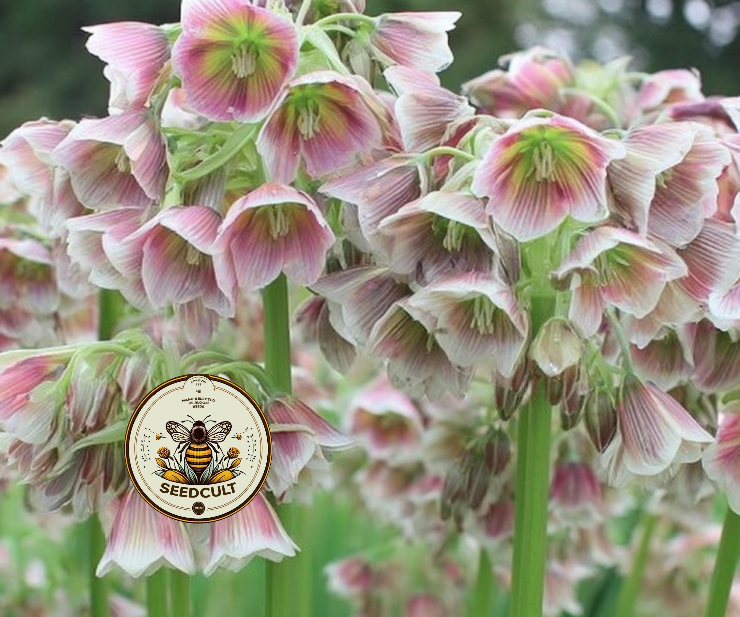 SICILIAN HONEY LILY