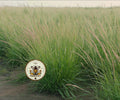 SIDEOATS GRAMA