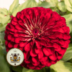 NEW! Benarys Giant Deep Red Zinnia Seeds, Largest Giant Zinnias, Zinnia Elegans ZE5125