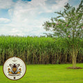 50 Organic Sugar Cane Seeds, Rox Orange Sorghum, Sorghum Bicolor SU0150