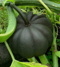 10 Black Kat Mini Pumpkin Seeds, Quick Harvest, Halloween, Autumn, Fall, Thanksgiving CP4110