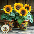 Container Dwarf Sunspot Sunflower Seeds, Miniature Helianthus Annuum HA0525