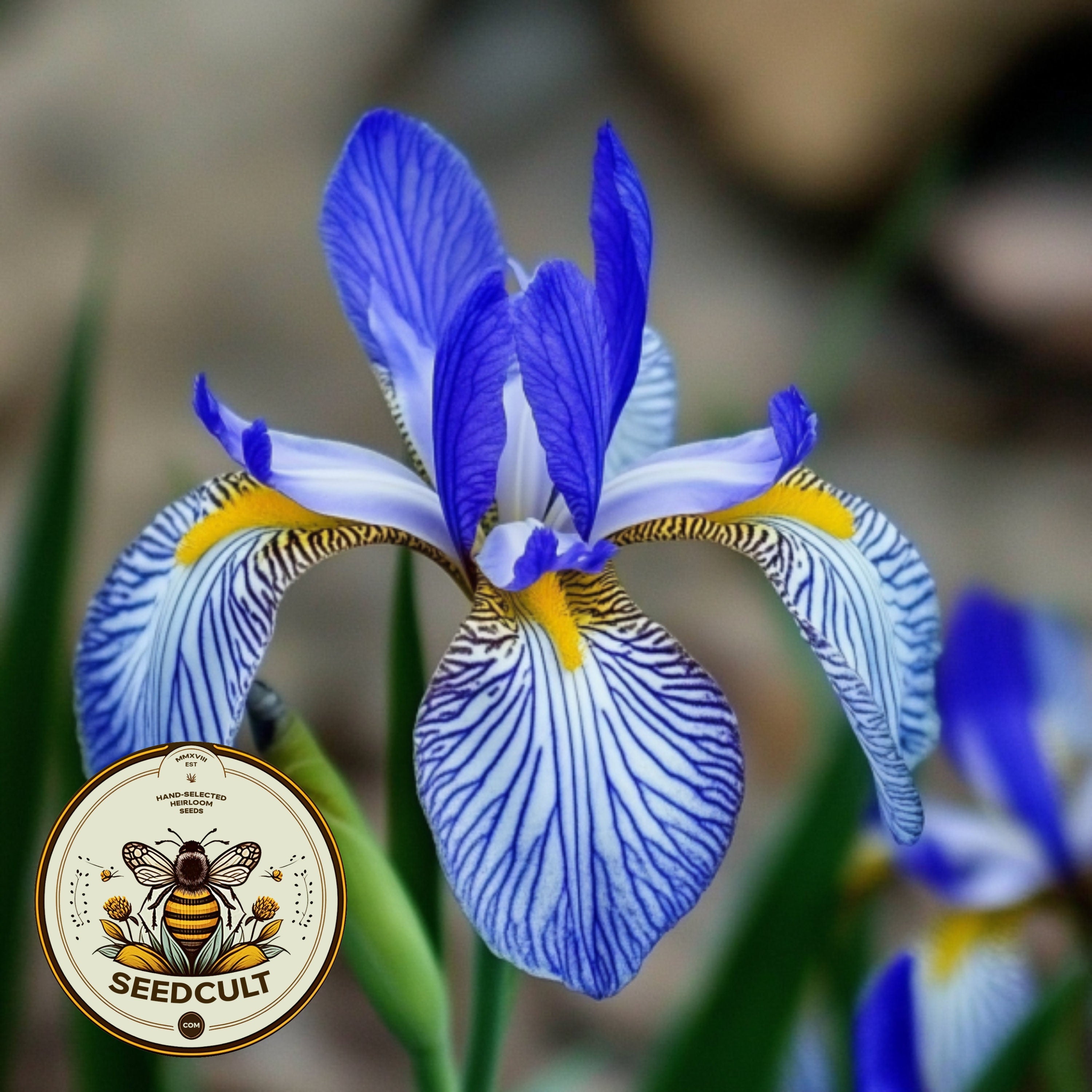Rocky Mountain Iris Seeds, Wild Blue Iris, US Native, Iris Missouriensis, IR0225